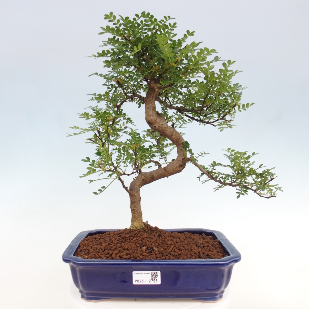 Zimmerbonsai - Zantoxylum piperitum - Pfefferbaum