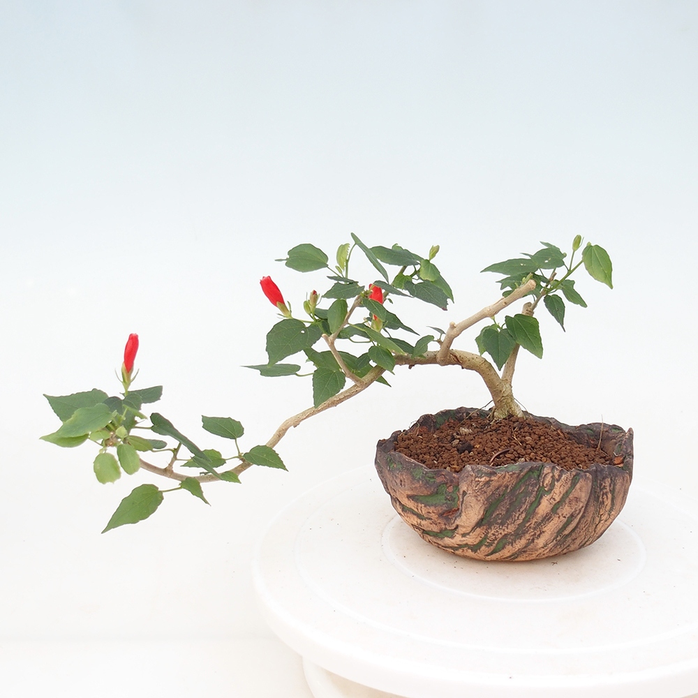 Zimmerbonsai - Malvaviscus arboreus