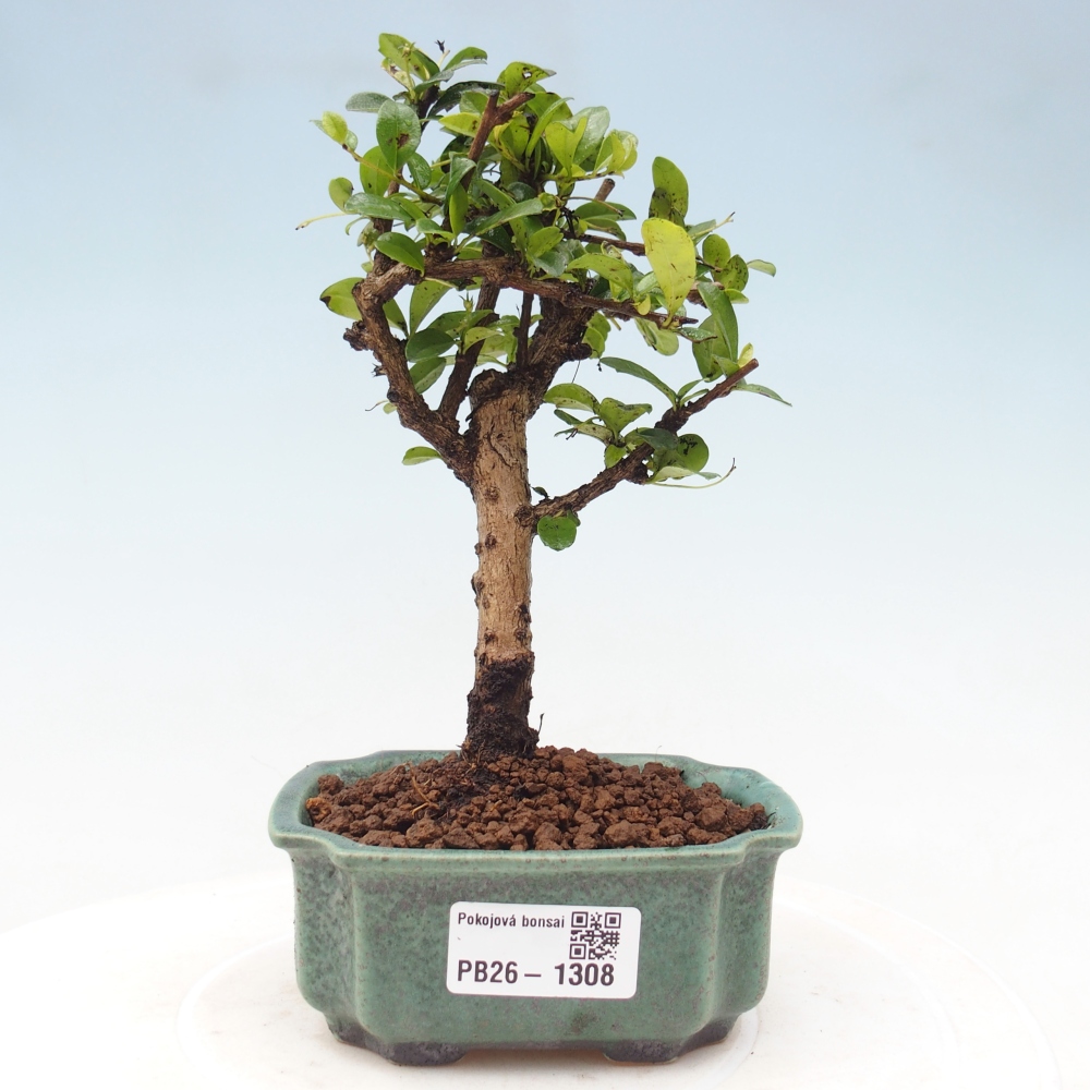 Zimmer-Bonsai - Carmona macrophylla - Tee-Fuki
