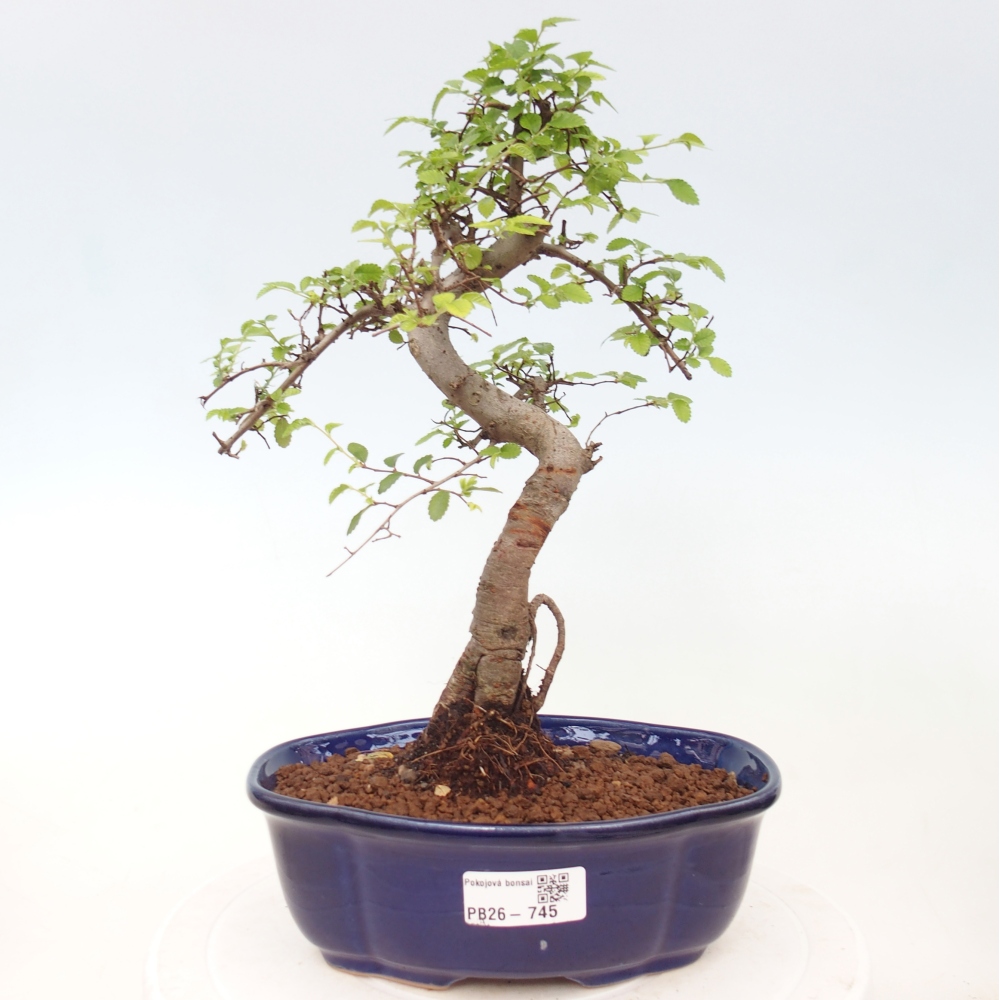 Zimmerbonsai - Ulmus parvifolia - Kleinblättrige Ulme