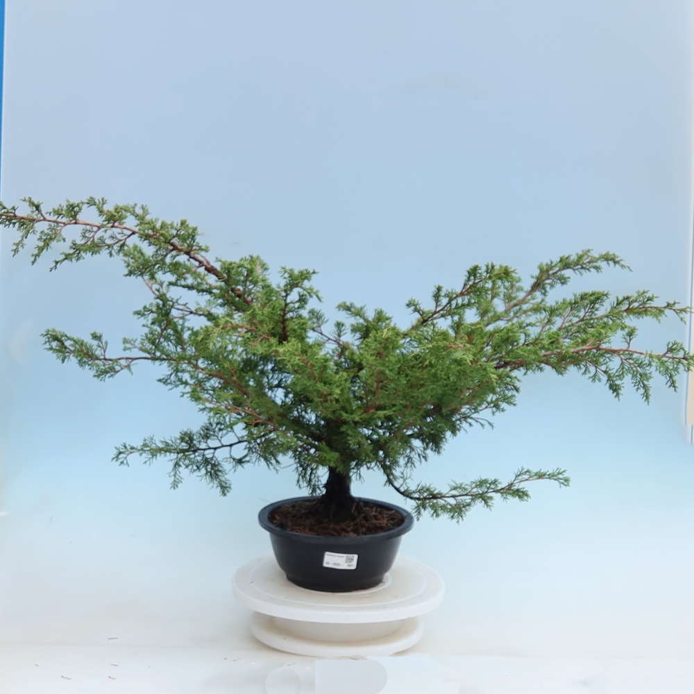 Bonsai für den Außenbereich – Juniperus chinensis Itoigawa – Chinesischer Wacholder
