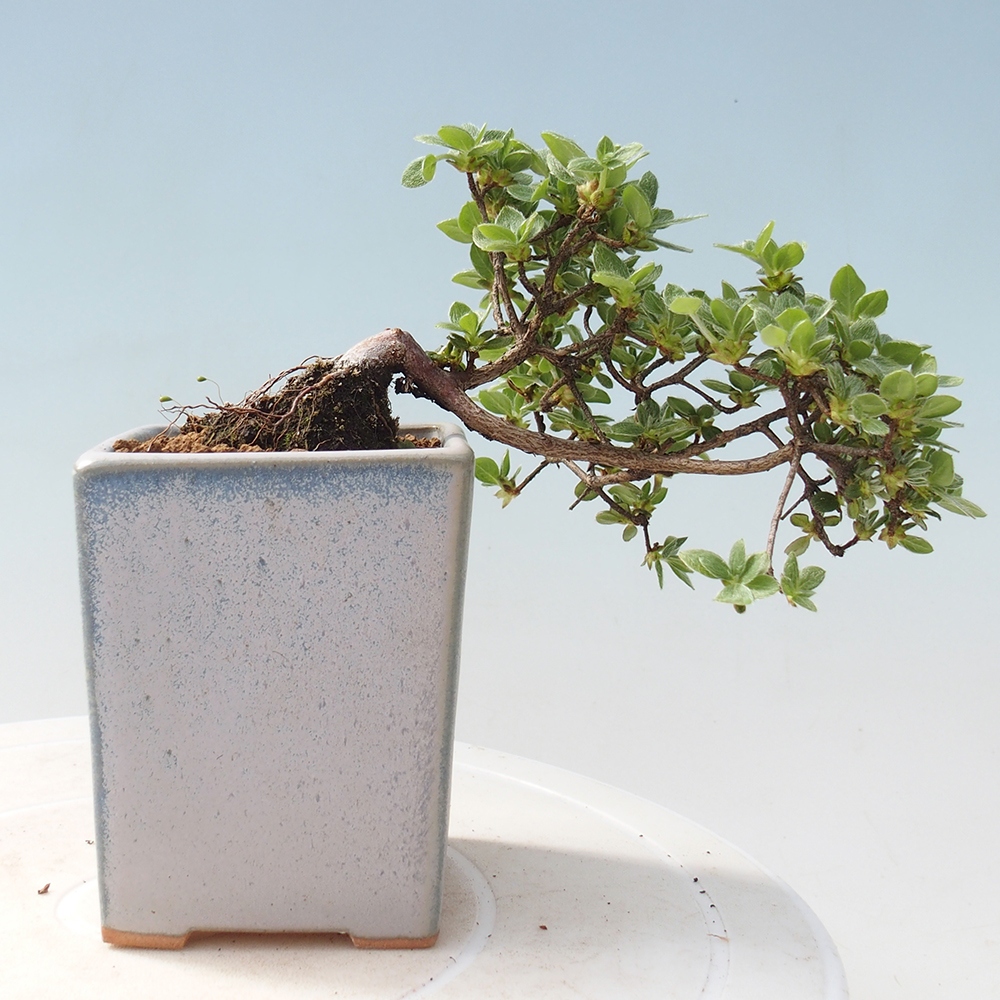 Outdoor-Bonsai - Rododendron indicum - Japanische Azalee