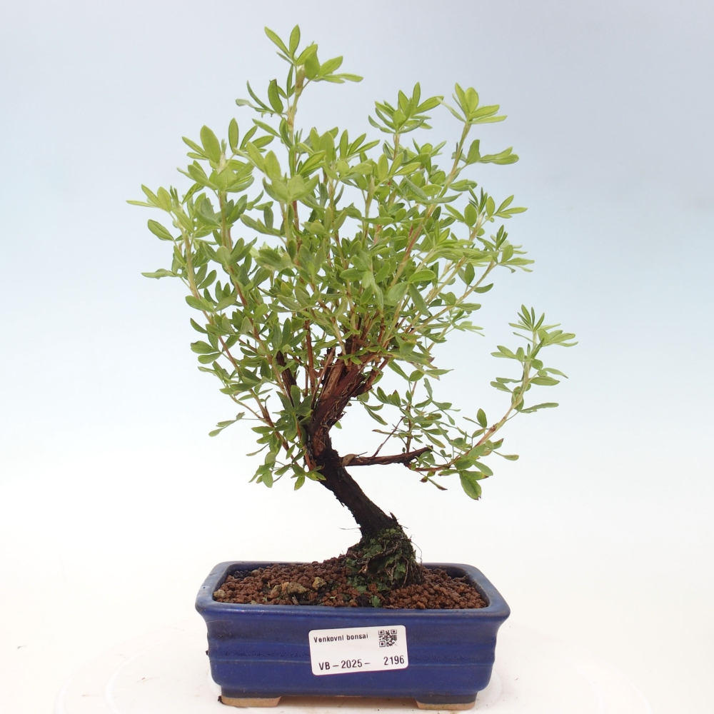 Outdoor-Bonsai-Fingerkraut - Potentila fruticosa gelber Vogel