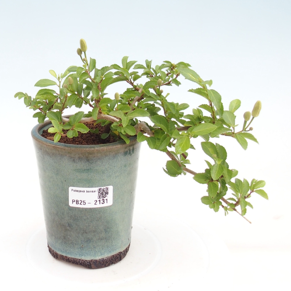 Zimmerbonsai - Grewia occidentalis - Lavendelstern