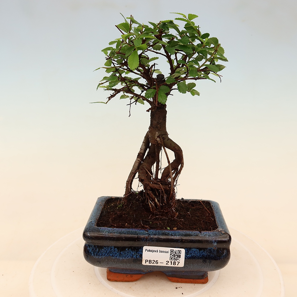 Zimmerbonsai - Ulmus parvifolia - Kleinblättrige Ulme