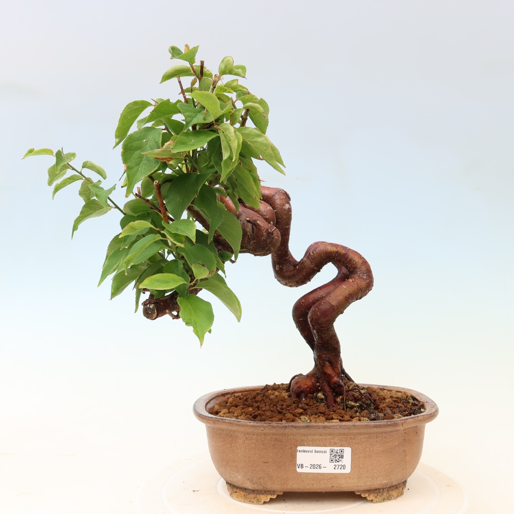 Bonsai für den Außenbereich – Japanischer Aprikosenbaum – Prunus Mume