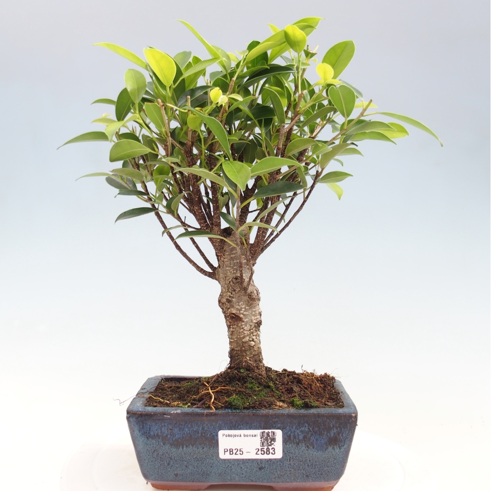 Zimmerbonsai - Ficus retusa - kleinblättriger Ficus