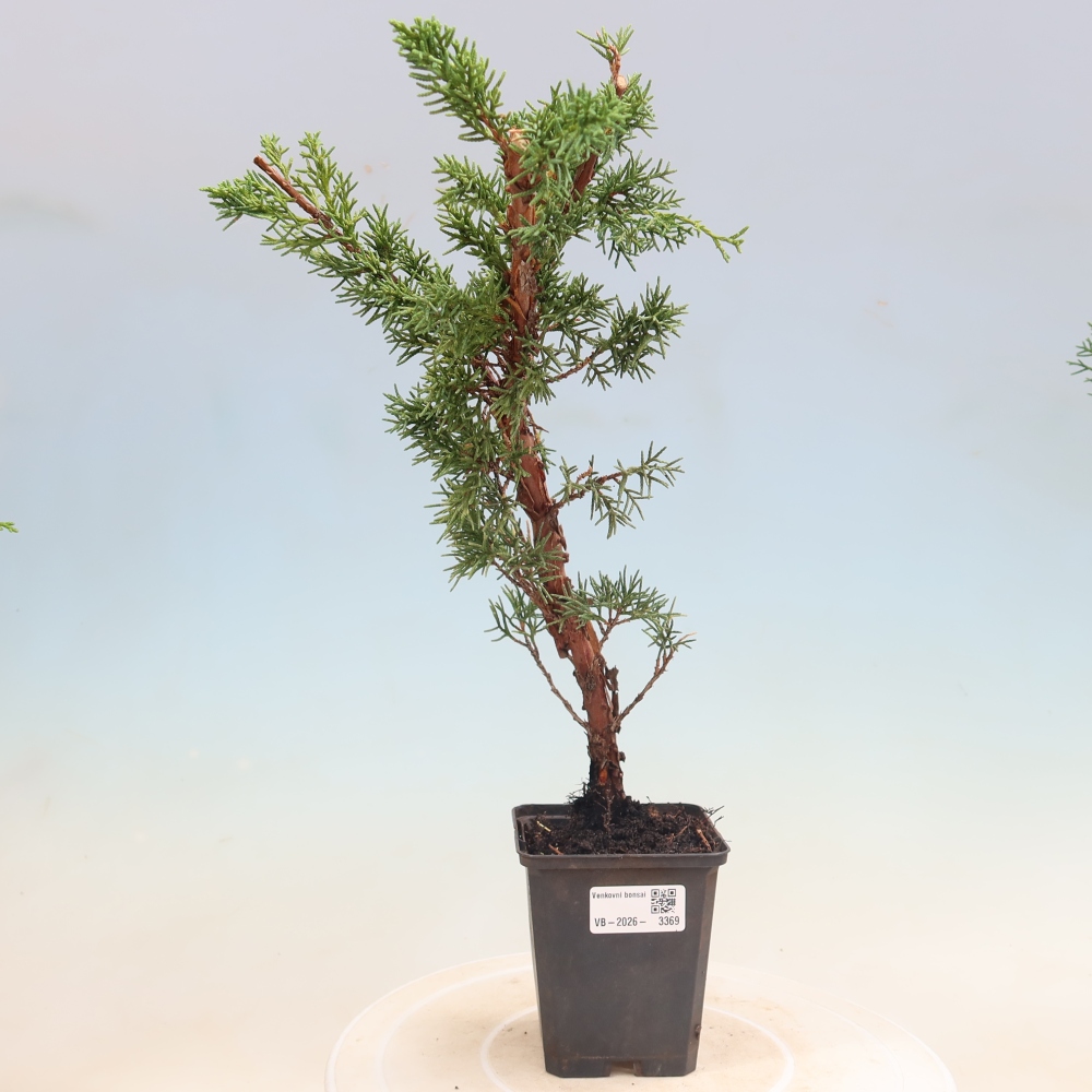 Bonsai für draußen - Juniperus chinensis Kishu