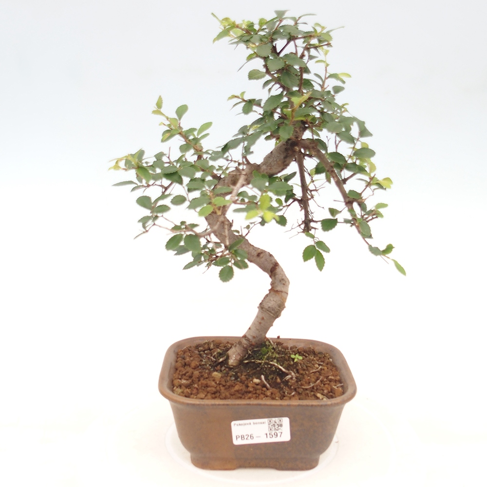 Zimmerbonsai - Ulmus parvifolia - Kleinblättrige Ulme