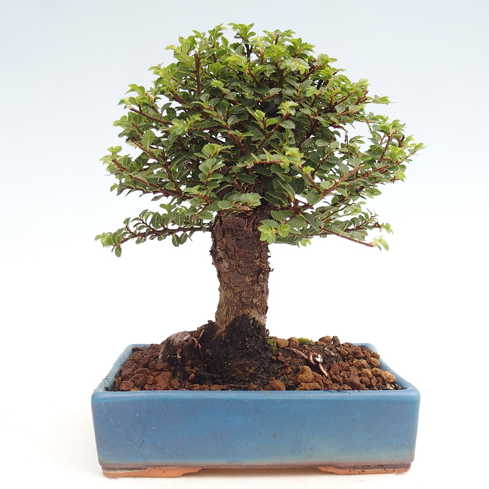 Bonsai im Freien - Ulmus parvifolia Hokkaido - Chinesische Ulme
