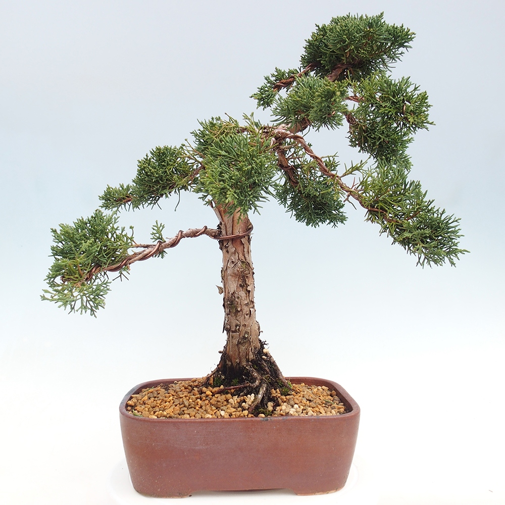 Outdoor-Bonsai - Juniperus chinensis Kishu - Chinesischer Wacholder