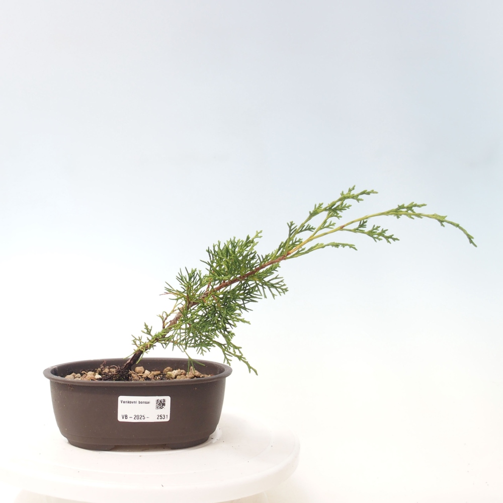 Outdoor bonsai - Juniperus chinensis Itoigawa - Chinese juniper