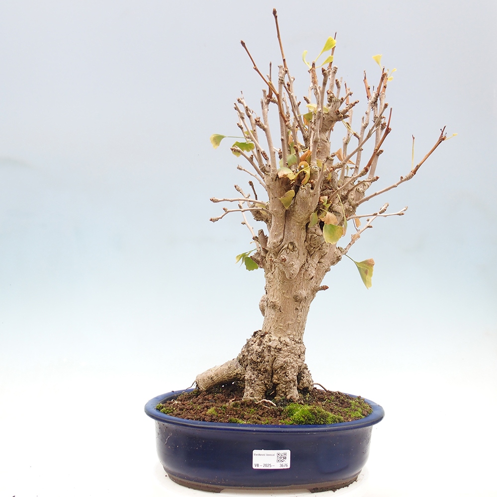 Bonsai im Freien - Ginkgo biloba