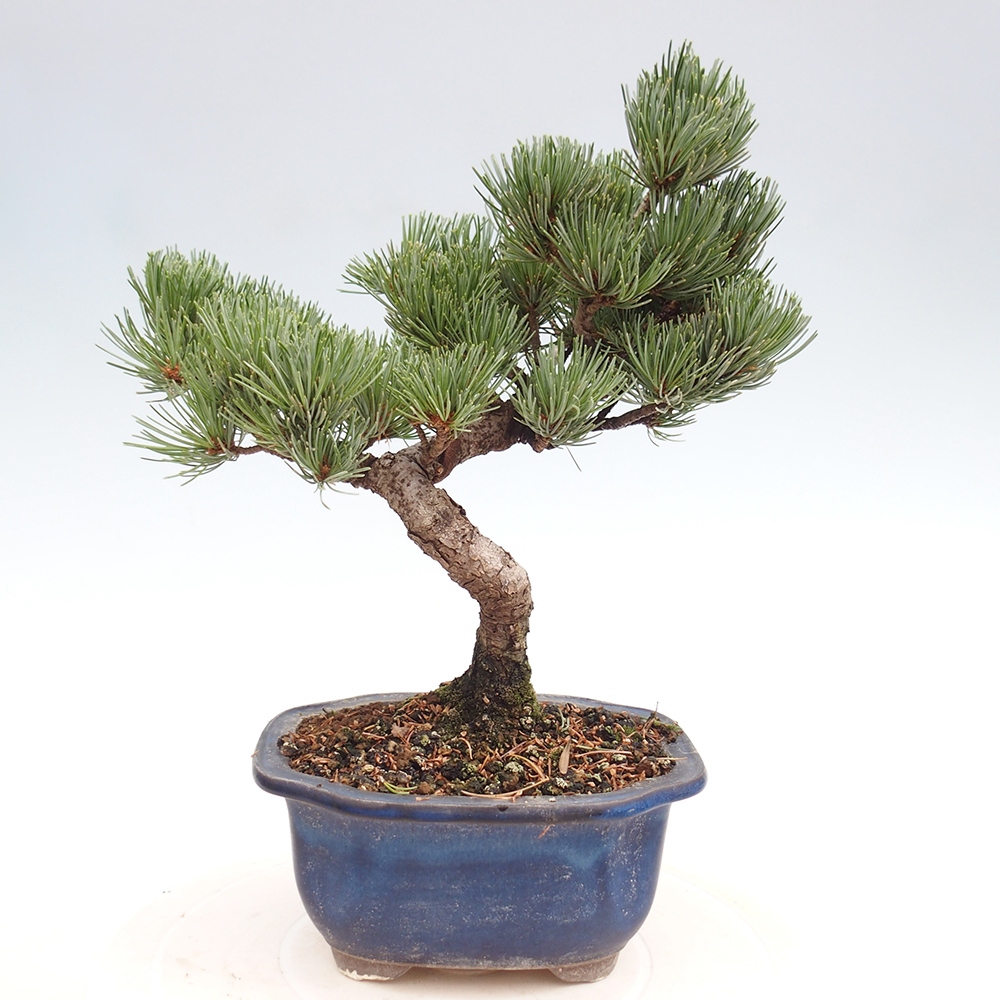 Bonsai im Freien - Pinus parviflora - kleine Kiefer