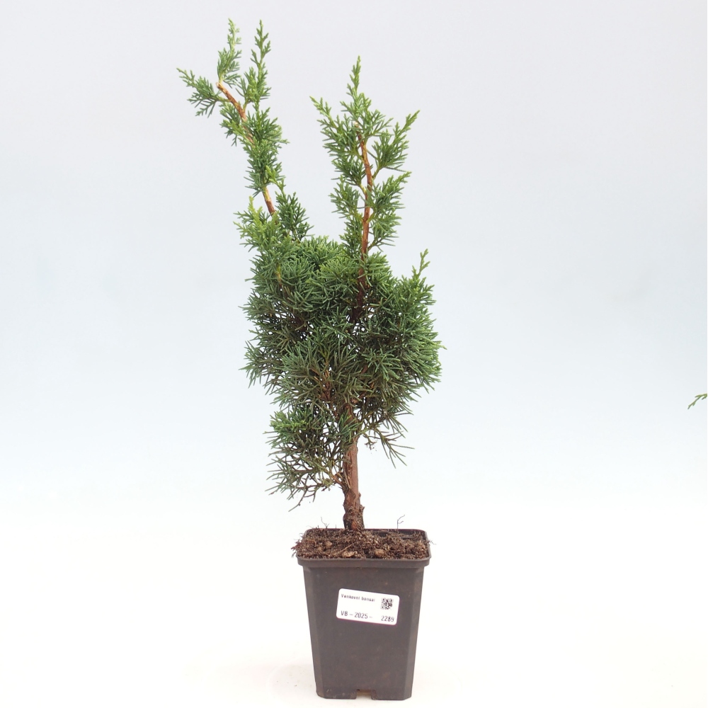 Outdoor-Bonsai - Juniperus chinensis Kishu - Chinesischer Wacholder