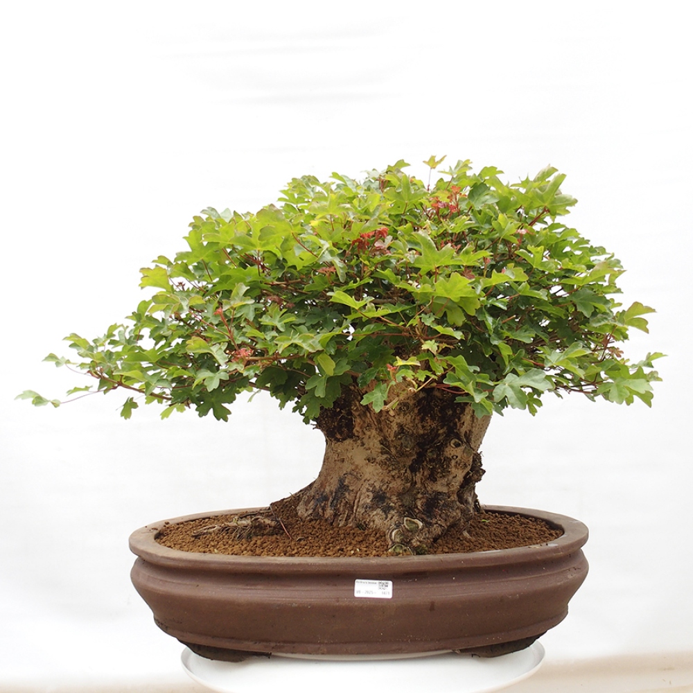 Outdoor-Bonsai - Acer Campestre - Baby-Ahorn