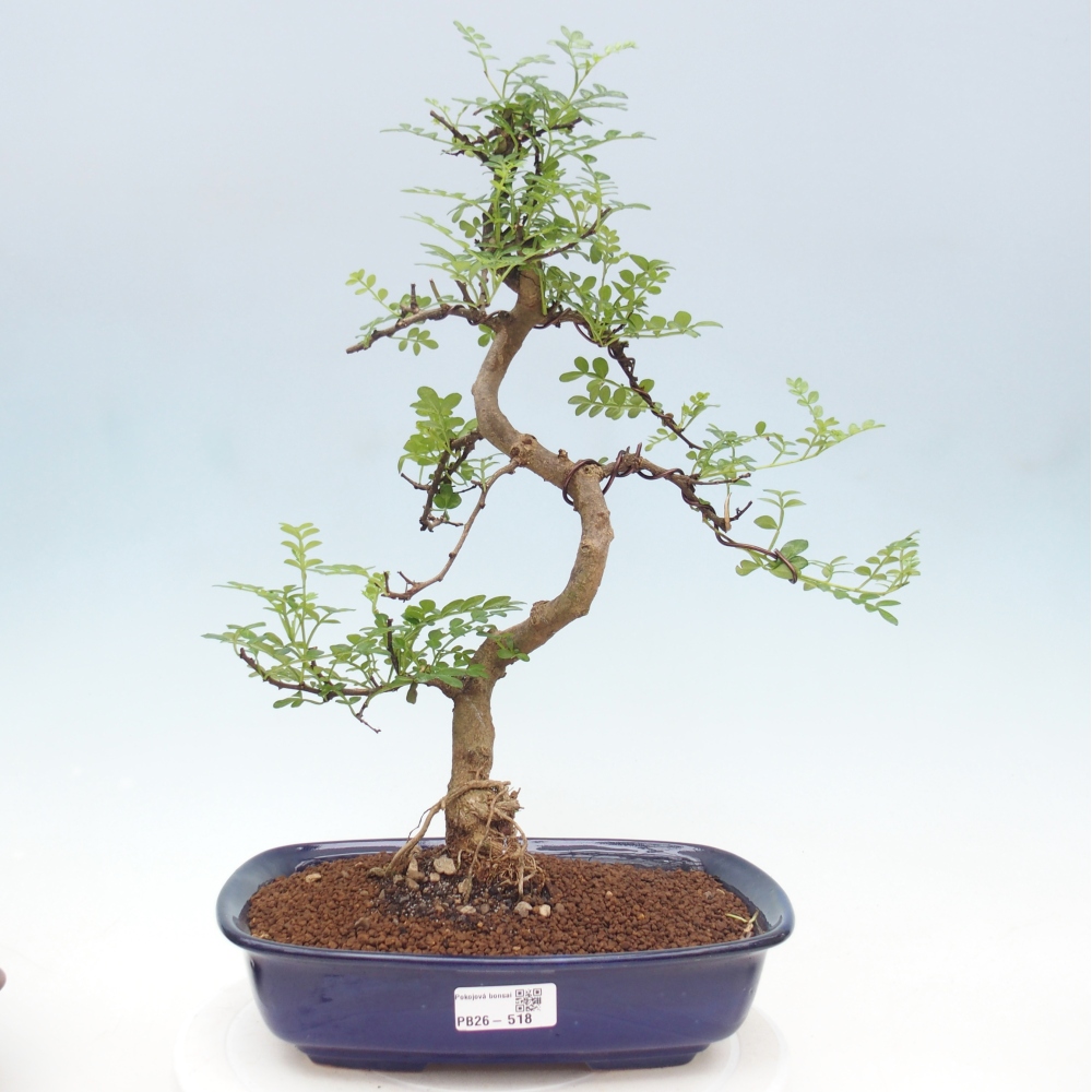 Zimmer Bonsai - Zantoxylum piperitum - Pfefferbaum