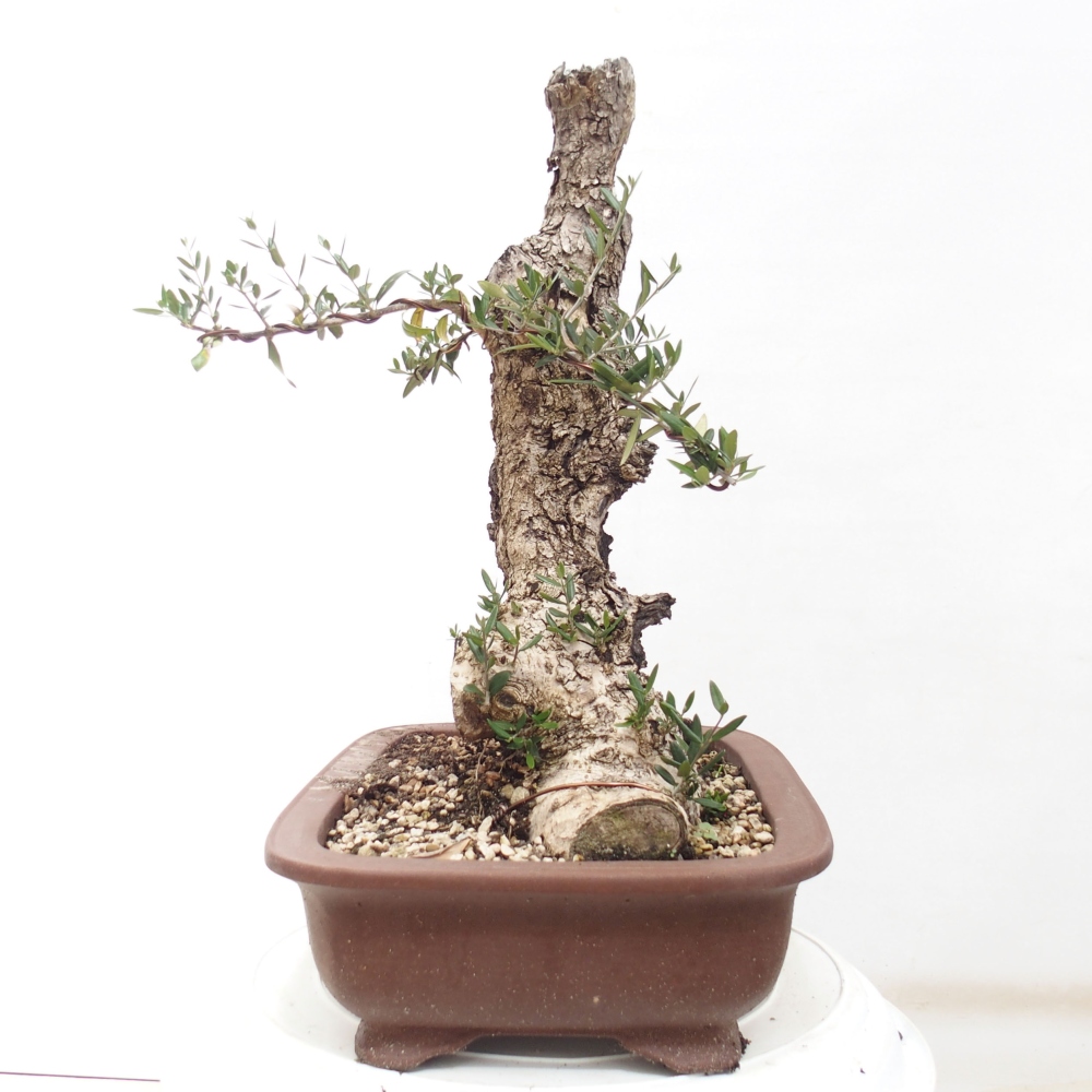 Indoor-Bonsai - Olea europaea sylvestris - Europäisches kleinblättriges Olivenöl