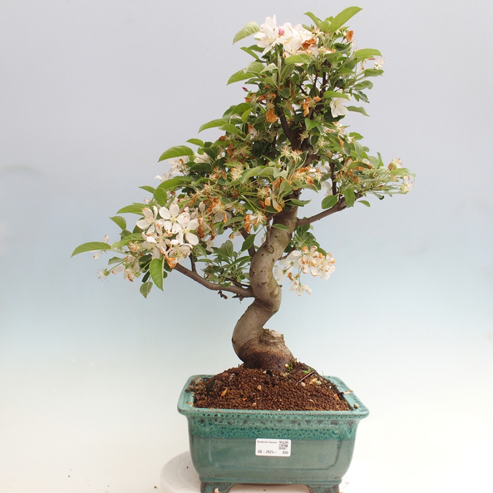 Bonsai im Freien - Malus halliana - Kleinfruchtiger Apfelbaum