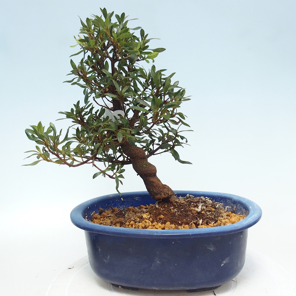 Bonsai für draußen - Japanische Azalee - Azalee CHIHIRO