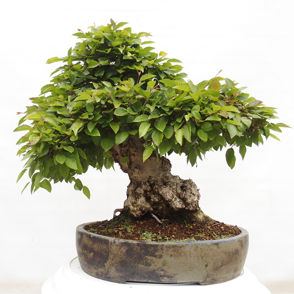 Bonsai im Freien -Carpinus CARPINOIDES - Koreanische Hainbuche