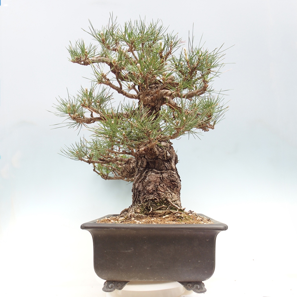 Bonsai für draußen - Pinus thunbergii - Thunberg-Kiefer