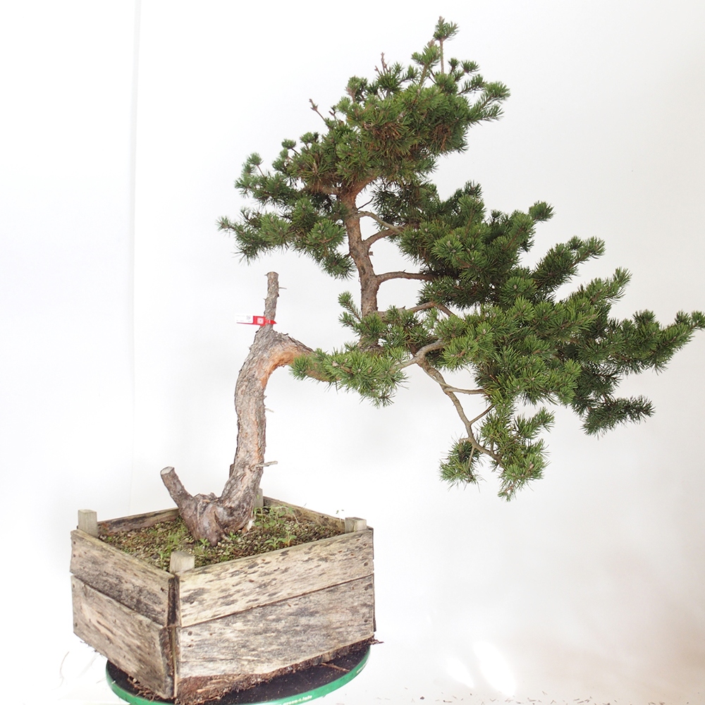 Yamadori - Pinus sylvestris Spanien