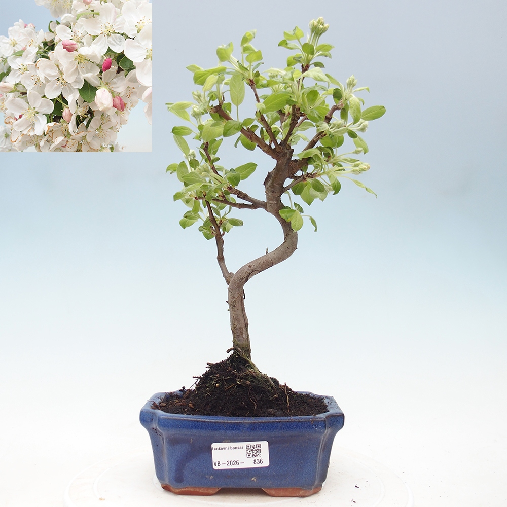 Outdoor-Bonsai -Malus halliana - Kleinfrüchtiger Apfelbaum