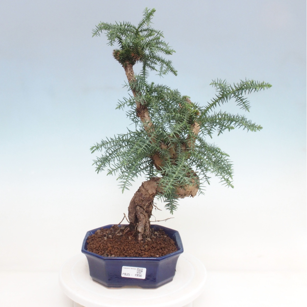Zimmer Bonsai - Araukarie - Zimmer Fichte
