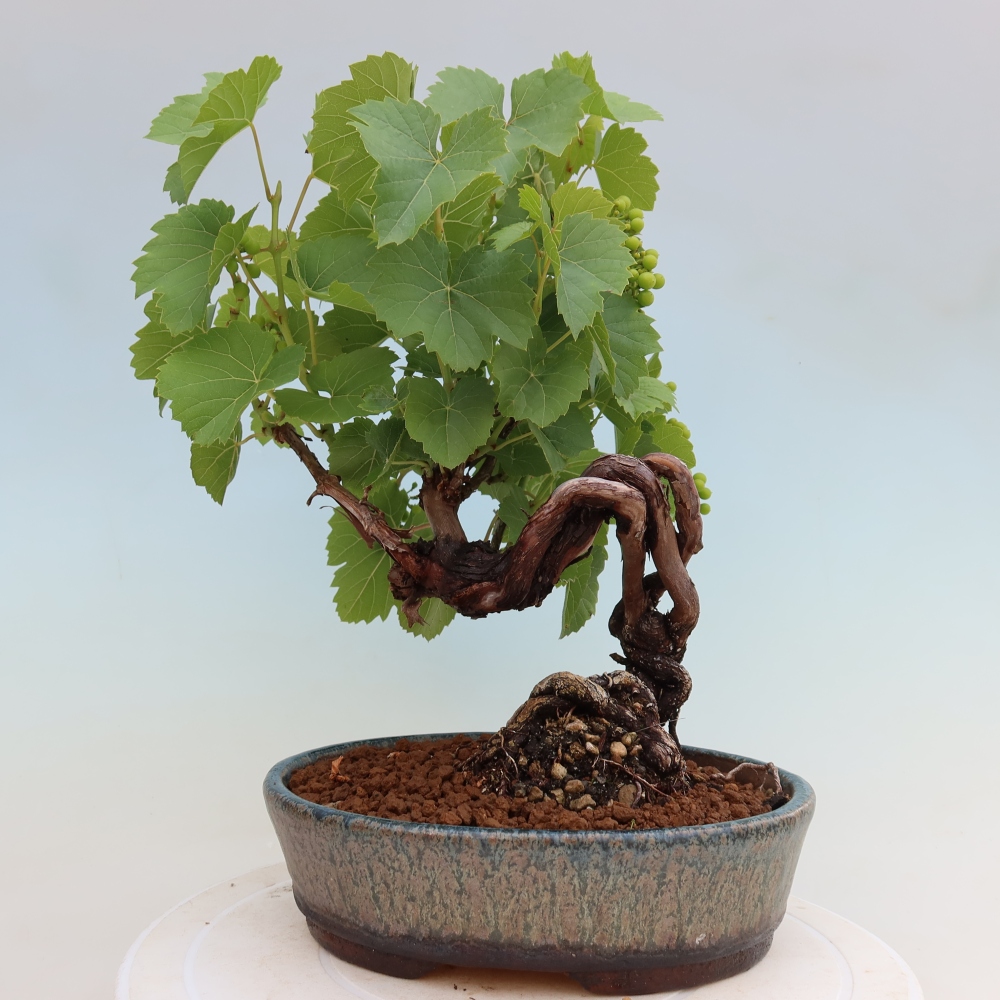 Bonsai im Freien – Weinrebe – Vitis vinifera 