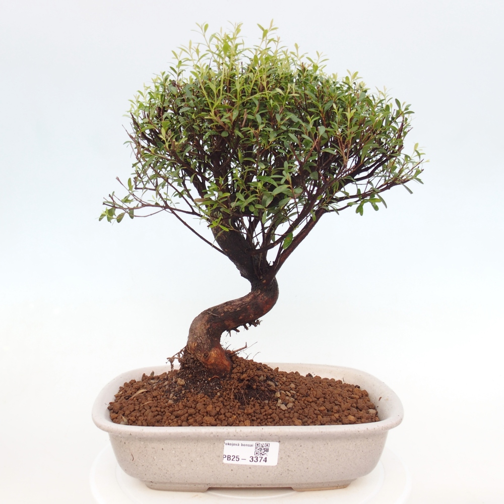 Zimmer Bonsai - Syzygium - Piment