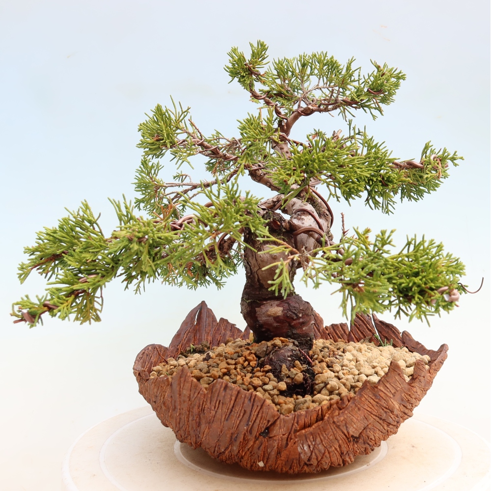 Bonsai für draußen - Juniperus chinensis Itoigawa-Juniperus chinensis