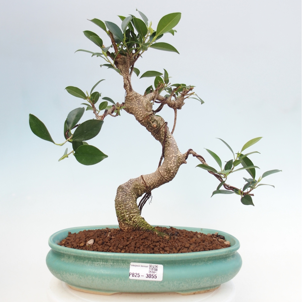 Indoor-Bonsai - Ficus kimmen - kleinblättriger Ficus