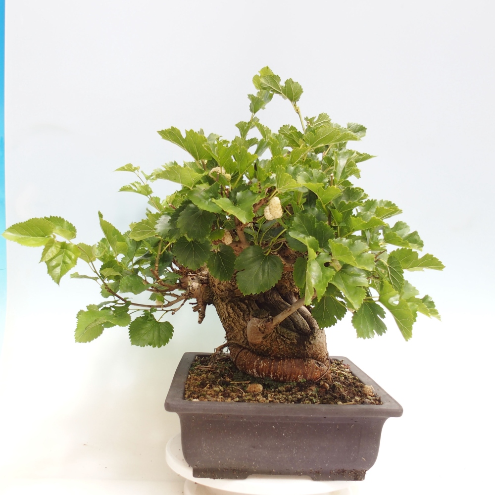 Bonsai im Freien - Morus alba - Maulbeere