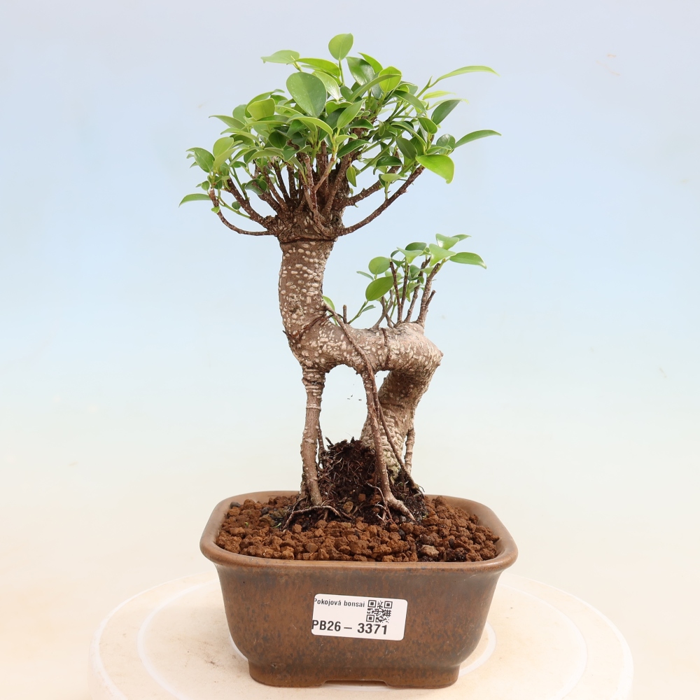 Zimmerbonsai - Ficus kimmen - Kleinblättriger Ficus