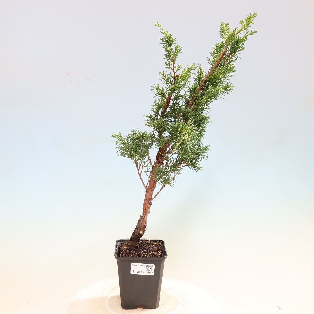 Bonsai für draußen - Juniperus chinensis Kishu