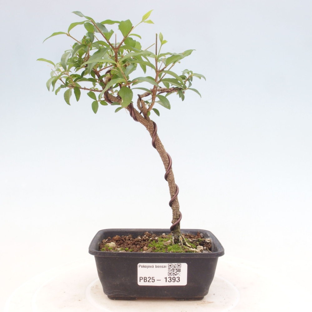 Zimmerbonsai - Malpighia coccigera - Barbdor-Kirsche