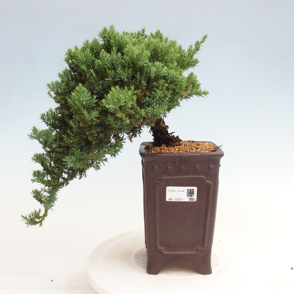 Bonsai im Freien - Juniperus procumbens - Niedergeworfener Wacholder