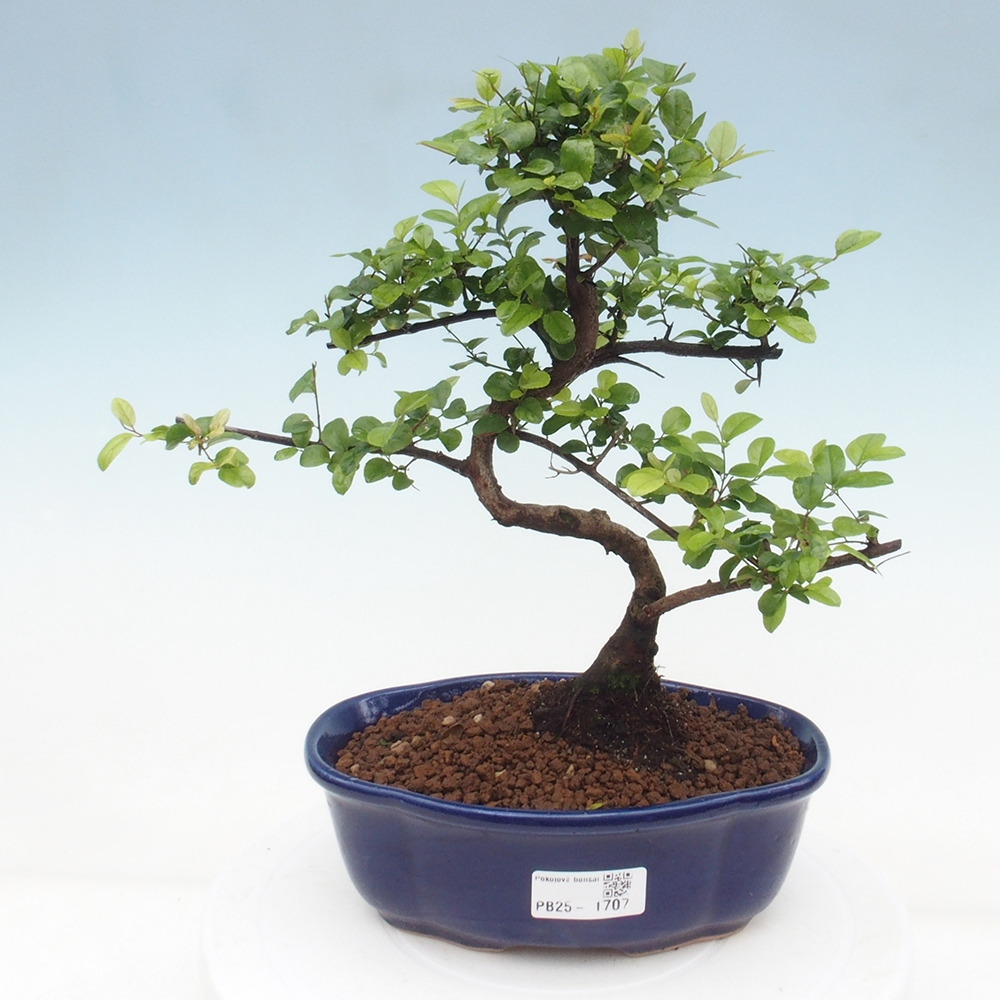 Zimmerbonsai - Sagerécie thea - Sagerécie thea