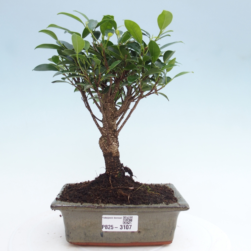 Zimmerbonsai - Ficus retusa - kleinblättriger Ficus