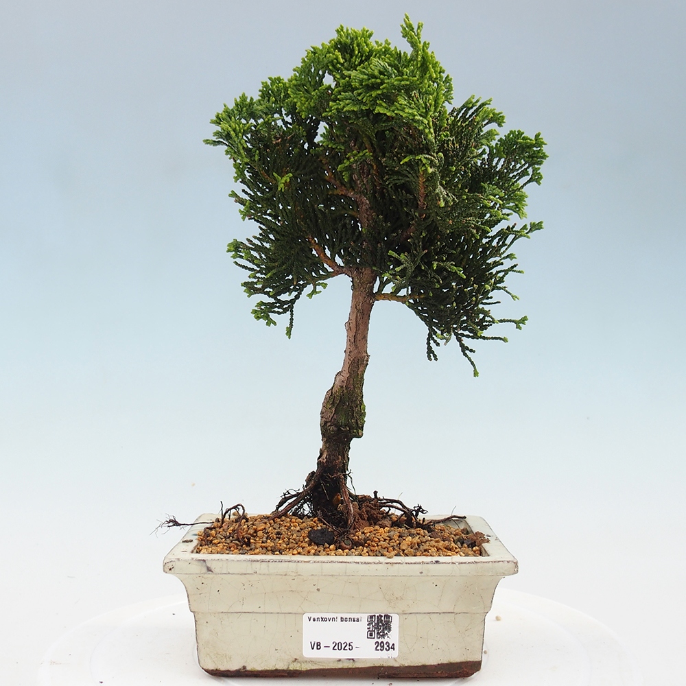 Outdoor-Bonsai - Cham.pis obtusa Nana Gracilis - Zypresse