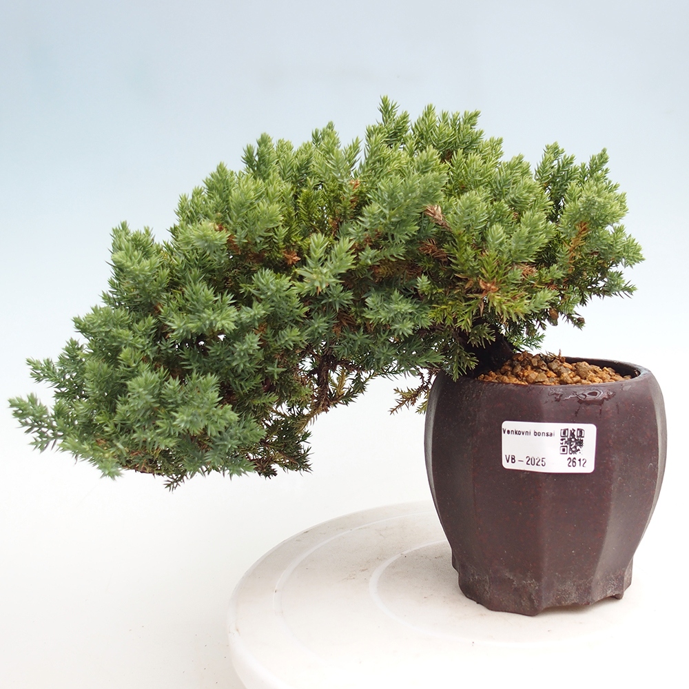 Bonsai im Freien - Juniperus procumbens - Niedergeworfener Wacholder