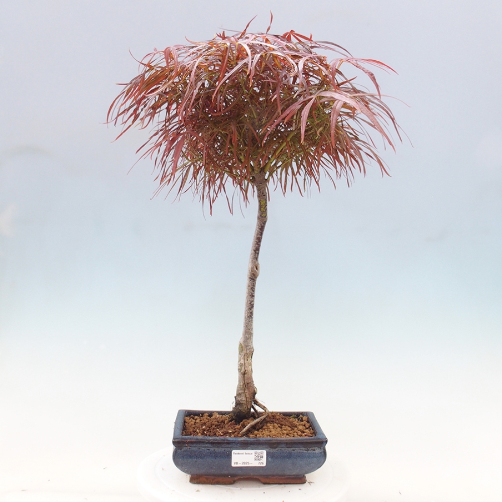 Bonsai im Freien - Acer palmatum RED PYGMY