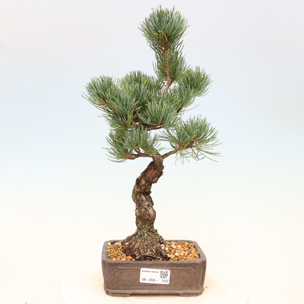 Bonsai für draußen - Pinus parviflora - Pinus parviflora
