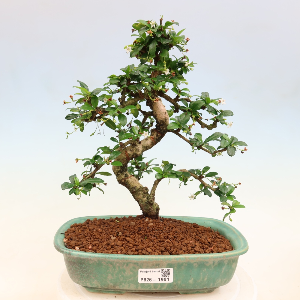 Zimmer-Bonsai - Carmona macrophylla - Tee-Fuki