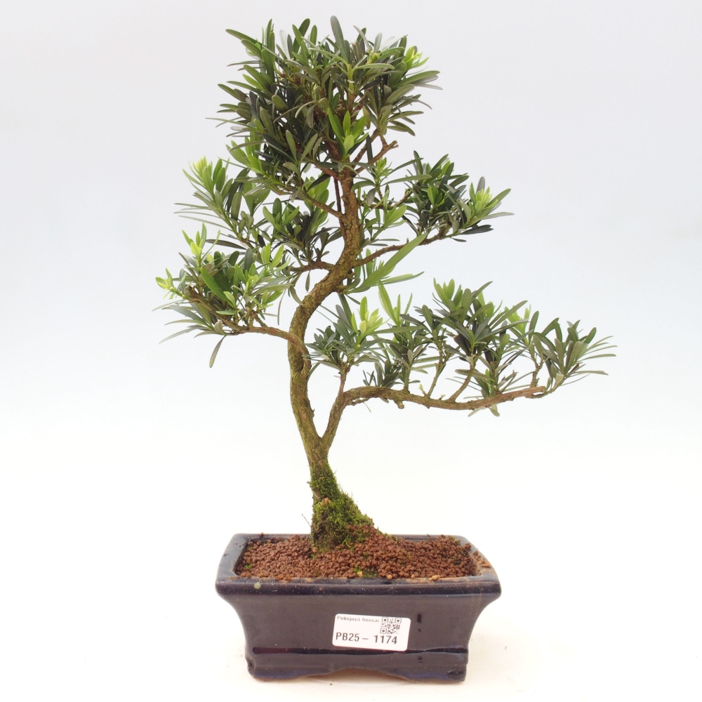 Indoor-Bonsai - Podocarpus - Stein tausend