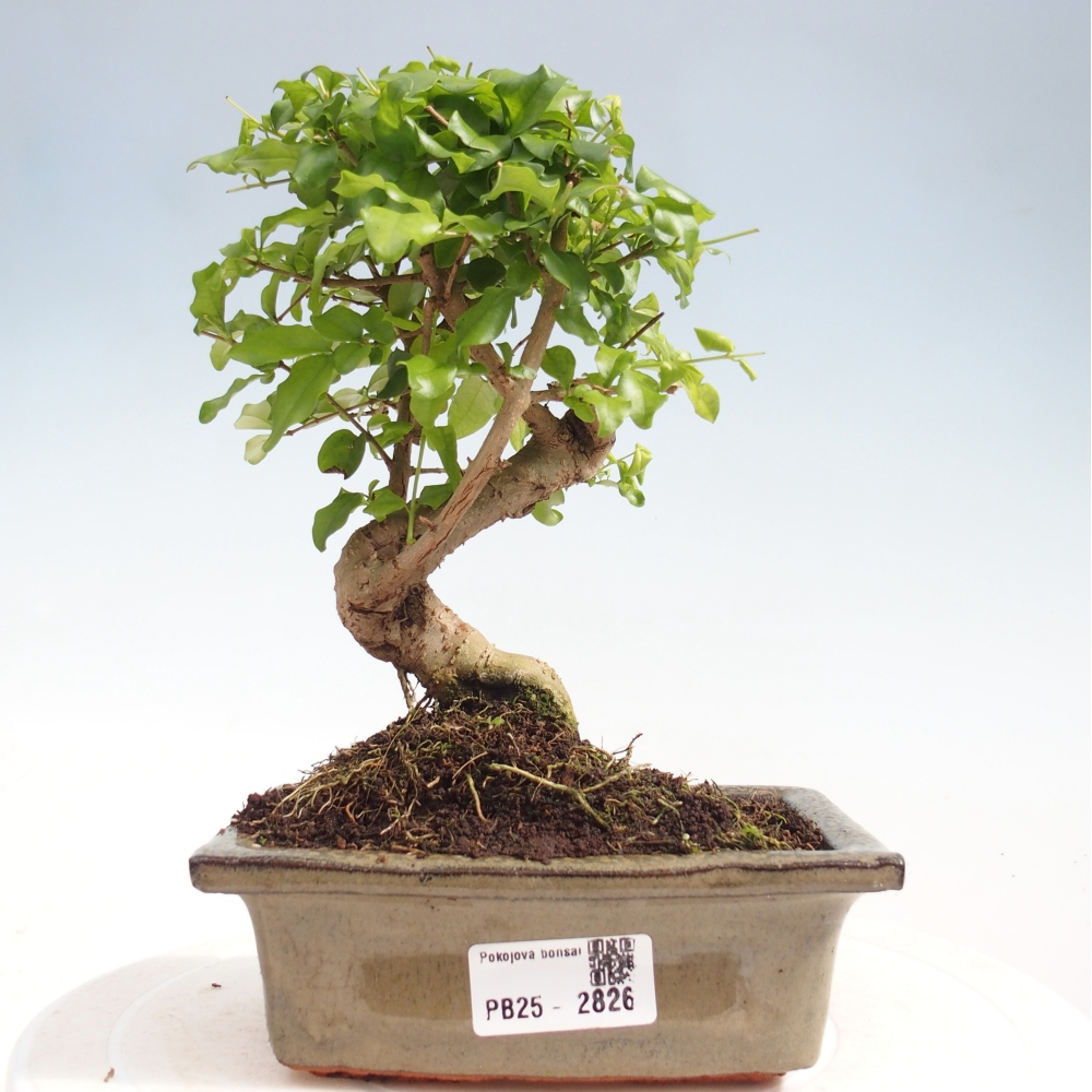 Zimmerbonsai - Ligustrum chinensis - Vogelperspektive