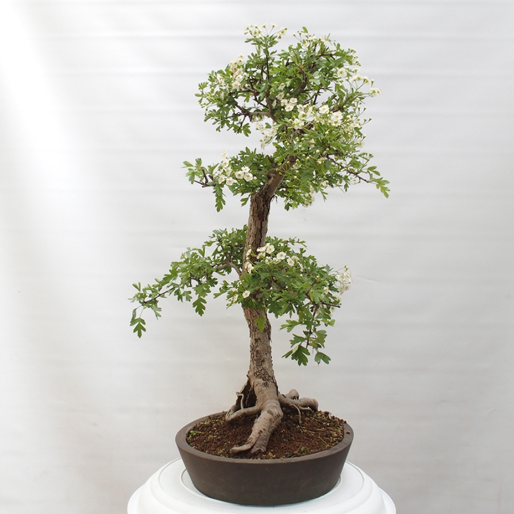 Bonsai im Freien - Weißdorn - Crataegus monogyna