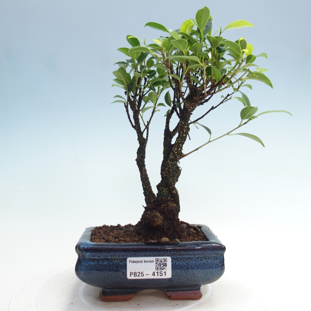 Zimmerbonsai - Ficus retusa - kleinblättriger Ficus