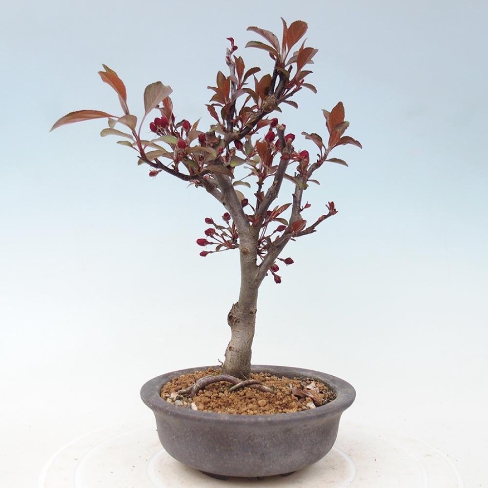 Outdoor-Bonsai -Malus domestica - Kleinfrüchtiger rotblättriger Apfelbaum